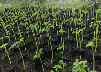 Moringa Plantations 350x250 - 01