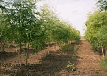 Moringa Plantations - 350x250 - 01
