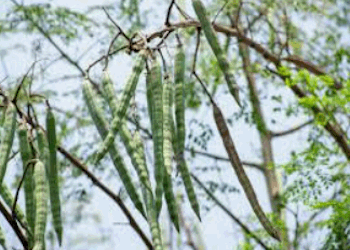 Moringa Plantations 350x250 - 03